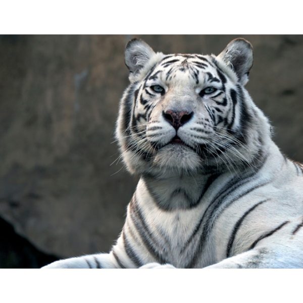 Fototapeta – Bengálský tygr v zoo Fototapeta – Bengálský tygr v zoo