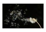 Fototapeta – Pampeliška semena neseny větrem Fototapeta – Pampeliška semena neseny větrem