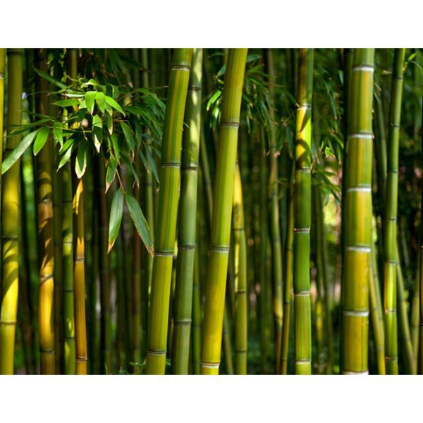 Fototapeta – Asijské bambusové lesy Fototapeta – Asijské bambusové lesy