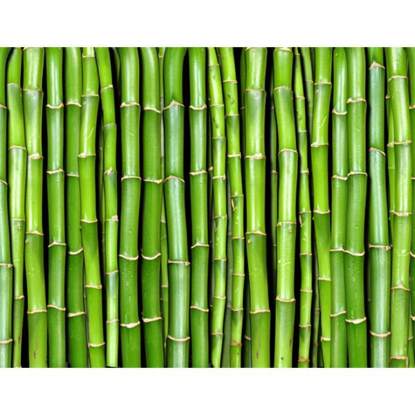 Fototapeta – Bamboo zeď Fototapeta – Bamboo zeď