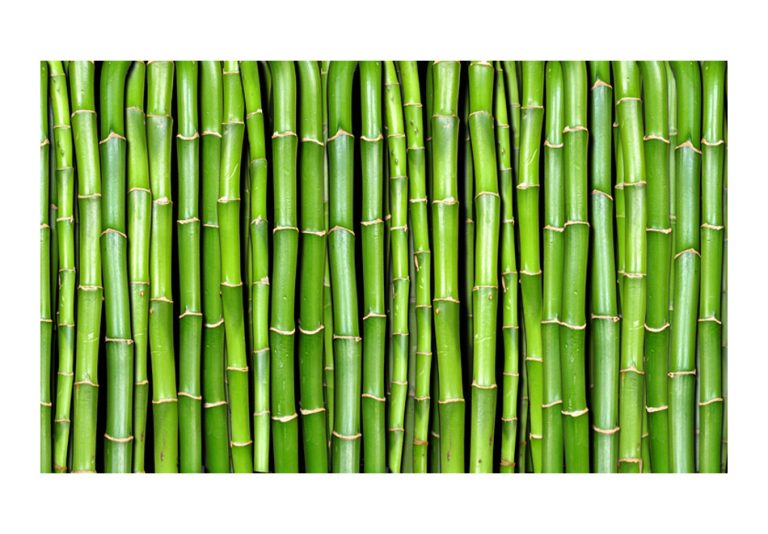 Fototapeta – Bamboo zeď Fototapeta – Bamboo zeď