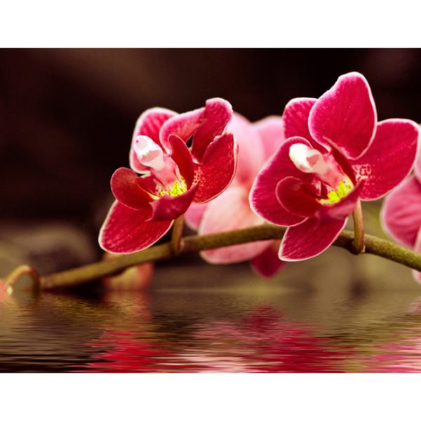 Fototapeta – Krásné květy orchidejí na vodě Fototapeta – Krásné květy orchidejí na vodě