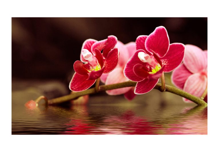 Fototapeta – Krásné květy orchidejí na vodě Fototapeta – Krásné květy orchidejí na vodě