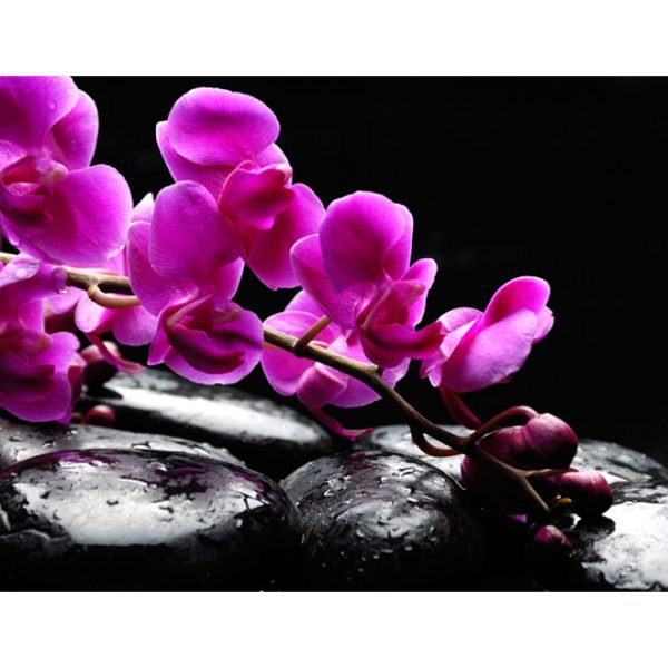 Fototapeta – Relaxační moment: orchidej květ a kameny Fototapeta – Relaxační moment: orchidej květ a kameny