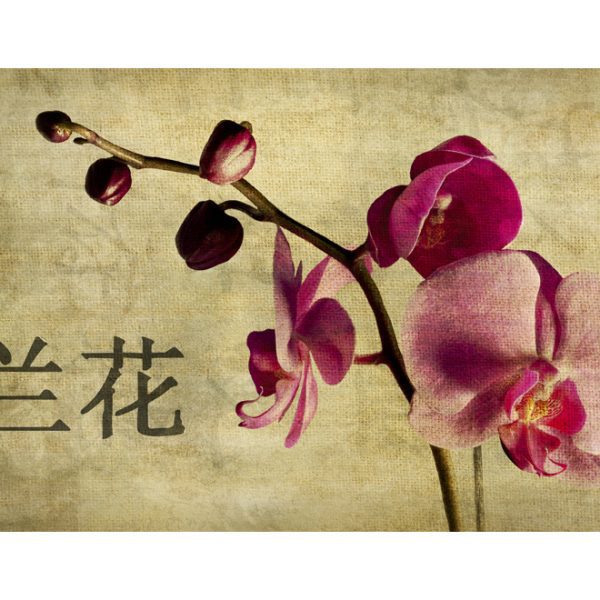 Fototapeta – Japanese orchid Fototapeta – Japanese orchid