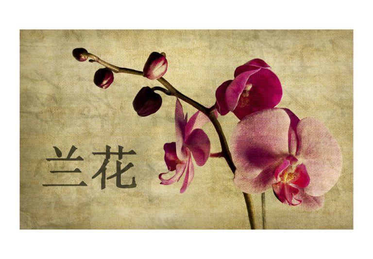 Fototapeta – Japanese orchid Fototapeta – Japanese orchid