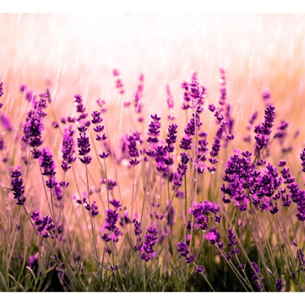 Fototapeta – Lavender in the Rain Fototapeta – Lavender in the Rain