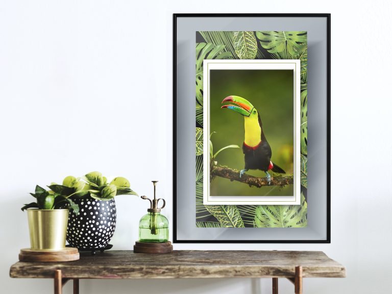 Toucan in the Frame Toucan in the Frame