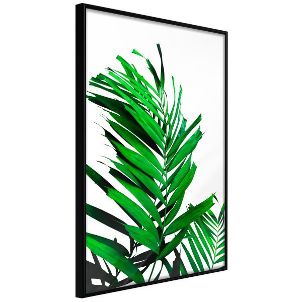 Emerald Palm Emerald Palm