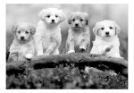 Fototapeta – Four Puppies Fototapeta – Four Puppies