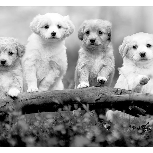 Fototapeta – Four Puppies Fototapeta – Four Puppies