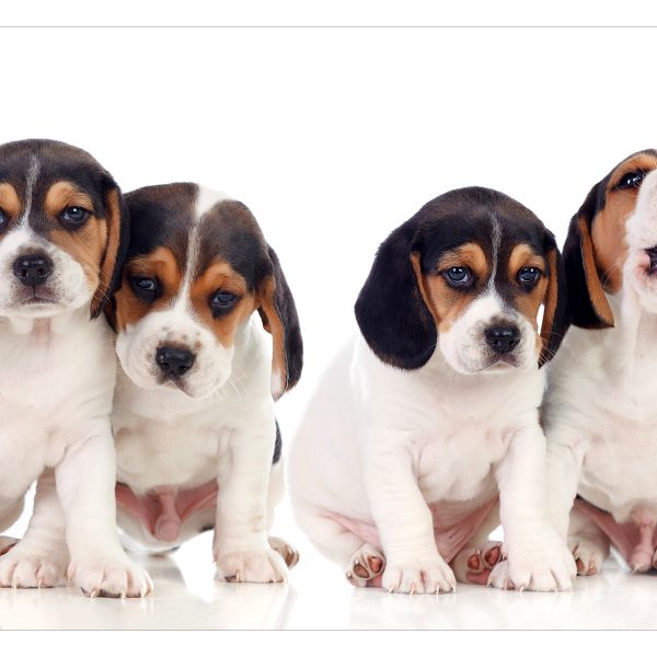 Fototapeta – Sad Puppies Fototapeta – Sad Puppies