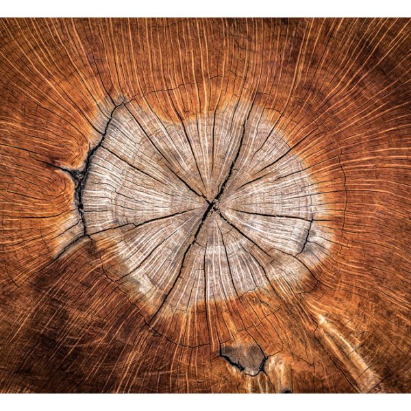 Fototapeta – The Soul of a Tree Fototapeta – The Soul of a Tree