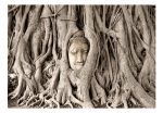 Fototapeta – Buddha’s Tree Fototapeta – Buddha’s Tree