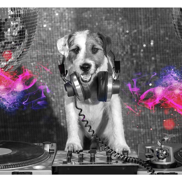 Fototapeta – DJ Dog Fototapeta – DJ Dog
