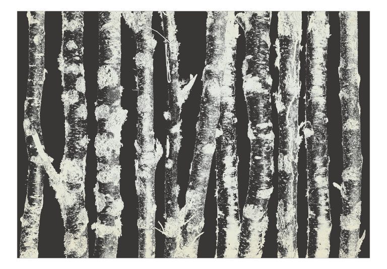 Fototapeta – Stately Birches – Second Variant Fototapeta – Stately Birches – Second Variant