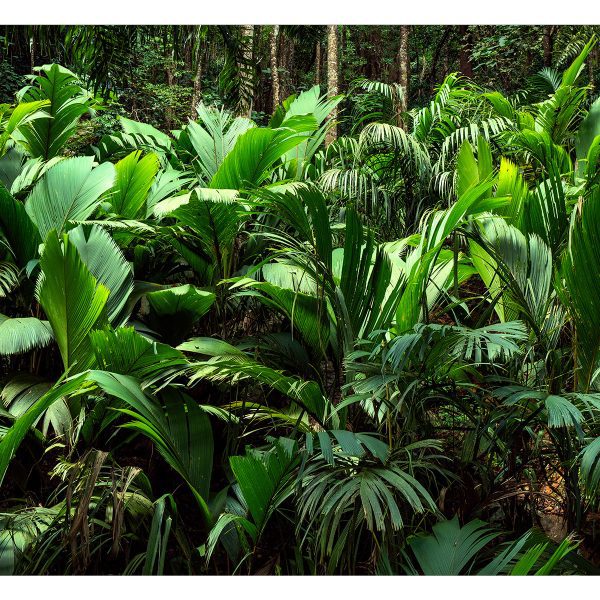 Fototapeta – Freshness of the Jungle Fototapeta – Freshness of the Jungle