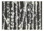 Samolepící fototapeta – Stately Birches – Second Variant Samolepící fototapeta – Stately Birches – Second Variant