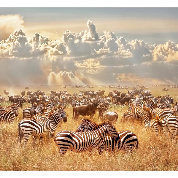 Samolepící fototapeta – Zebra Land Samolepící fototapeta – Zebra Land