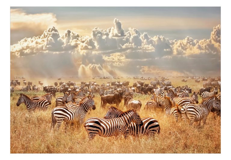 Samolepící fototapeta – Zebra Land Samolepící fototapeta – Zebra Land