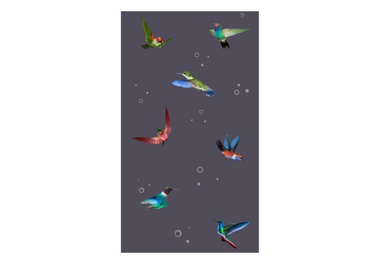 Fototapeta – Flight of hummingbirds Fototapeta – Flight of hummingbirds