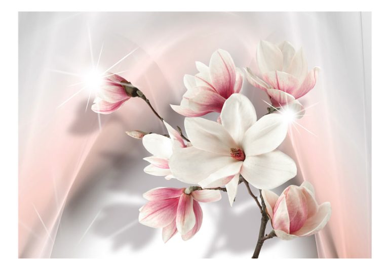 Fototapeta – White magnolias Fototapeta – White magnolias