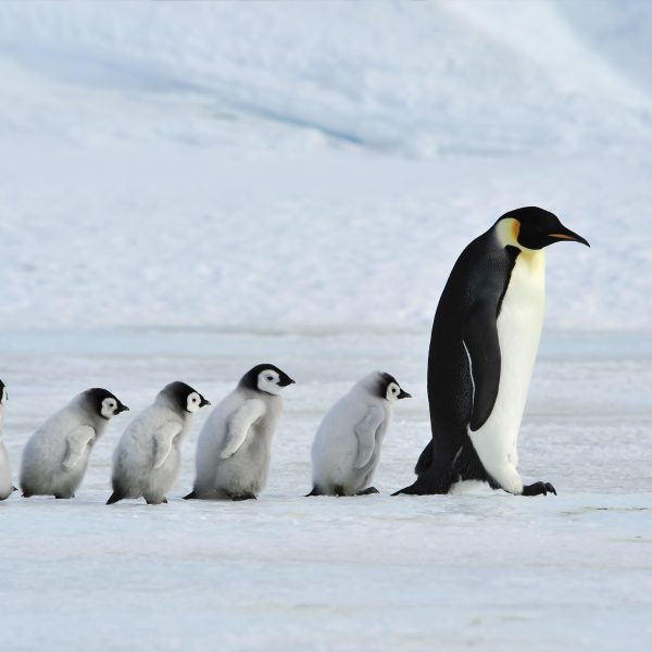 Tapeta Rodina tučňáků Tapeta Rodina tučňáků