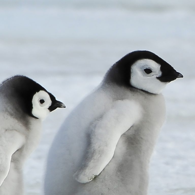 Tapeta Rodina tučňáků Tapeta Rodina tučňáků