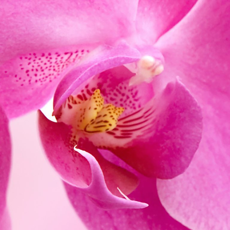 Tapeta Orchidej růžová Tapeta Orchidej růžová