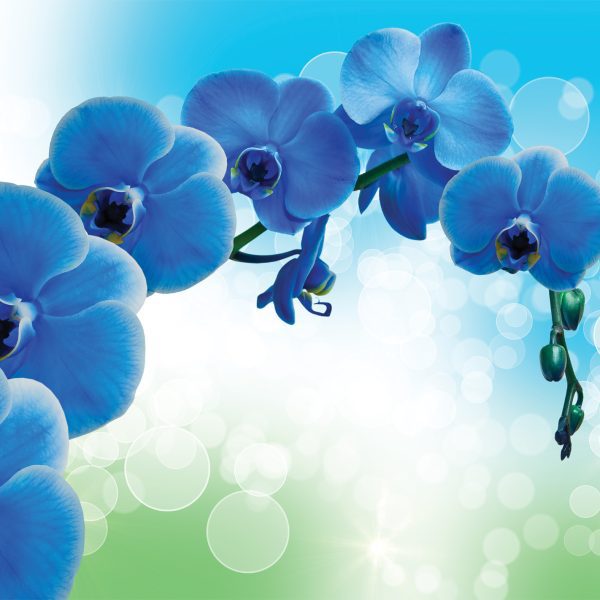 Tapeta Orchidej modrá Tapeta Orchidej modrá