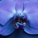 Tapeta Orchidej tmavá modrá Tapeta Orchidej tmavá modrá