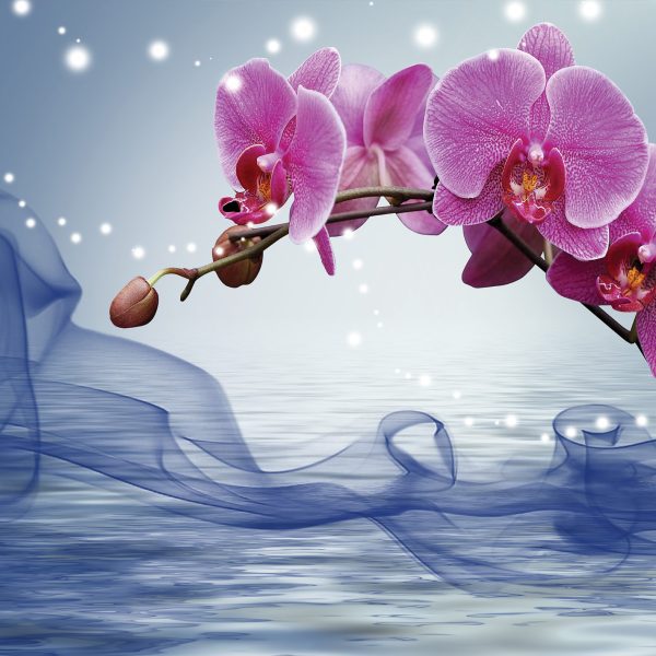 Tapeta Orchidej na vodě Tapeta Orchidej na vodě