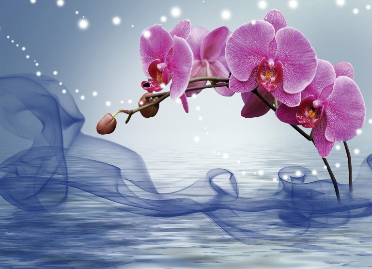 Tapeta Orchidej na vodě Tapeta Orchidej na vodě