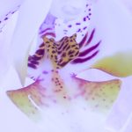 Tapeta Orchidej fialková Tapeta Orchidej fialková