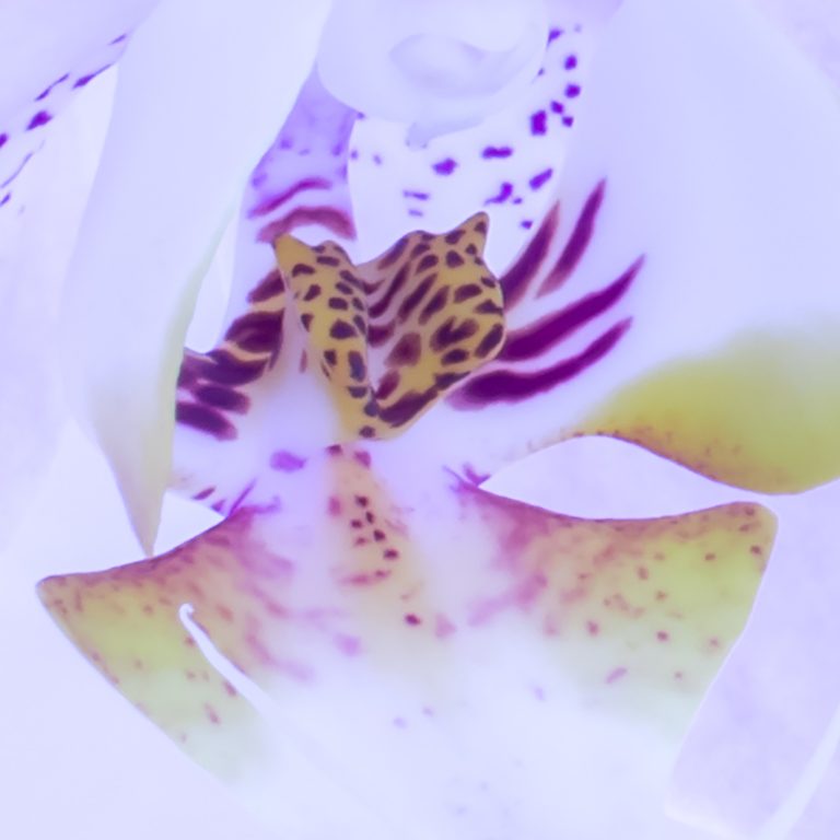 Tapeta Orchidej fialková Tapeta Orchidej fialková