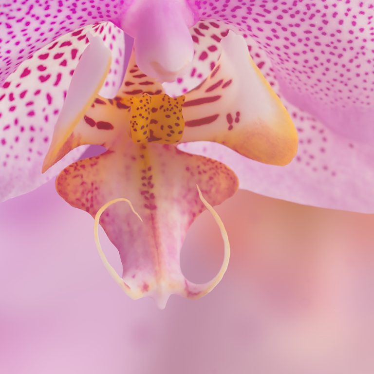 Tapeta Orchidej něžná Tapeta Orchidej něžná