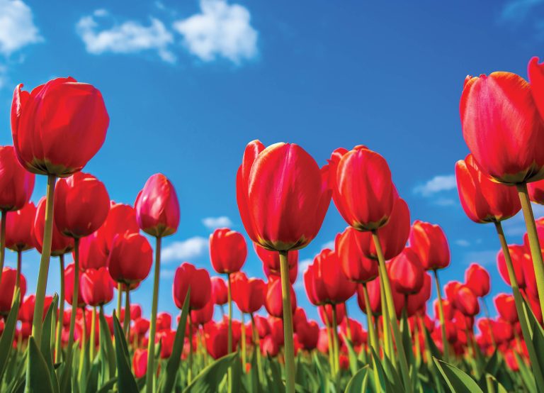 Tapeta Červené tulipány Tapeta Červené tulipány