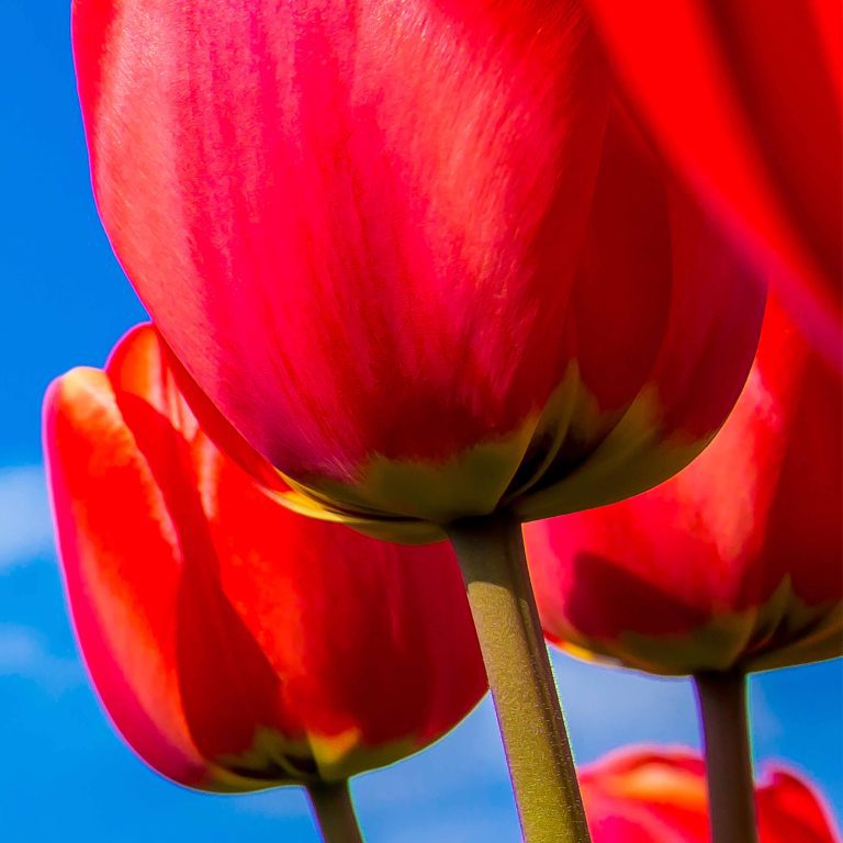 Tapeta Červené tulipány Tapeta Červené tulipány