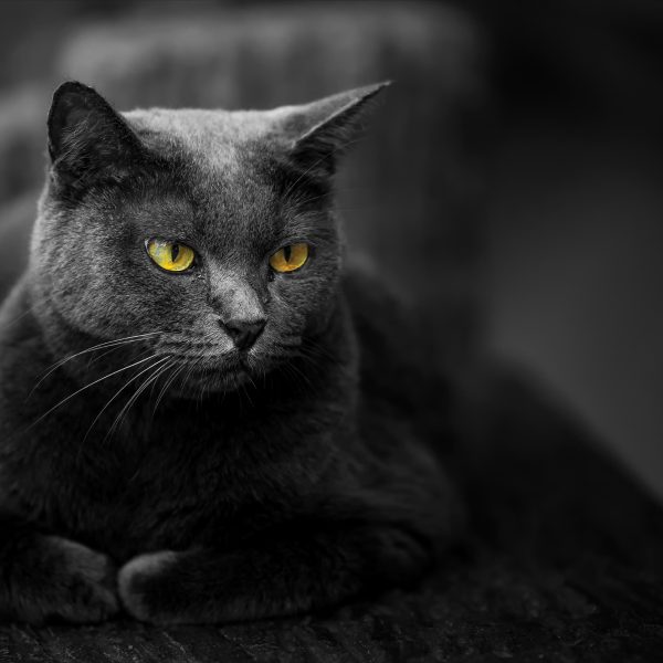 Tapeta Kočka černá Tapeta Kočka černá