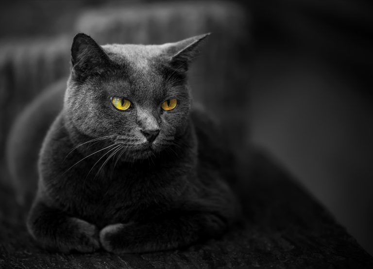 Tapeta Kočka černá Tapeta Kočka černá