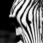 Tapeta Zebra Tapeta Zebra