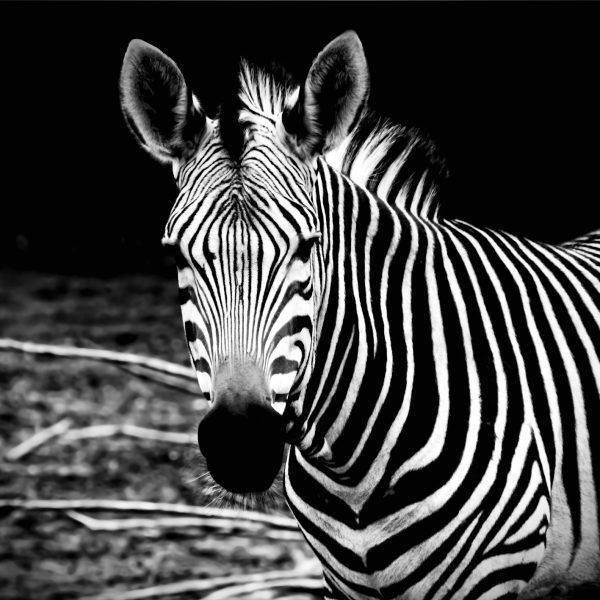 Tapeta Zebra v savaně Tapeta Zebra v savaně