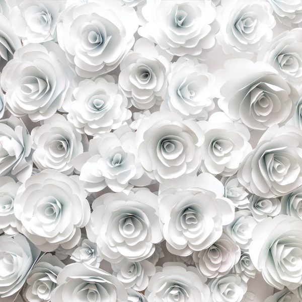 Tapeta Bílé růže Tapeta Bílé růže