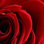 Tapeta Růže srdce Tapeta Růže srdce