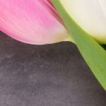 Tapeta Kytice tulipánů Tapeta Kytice tulipánů