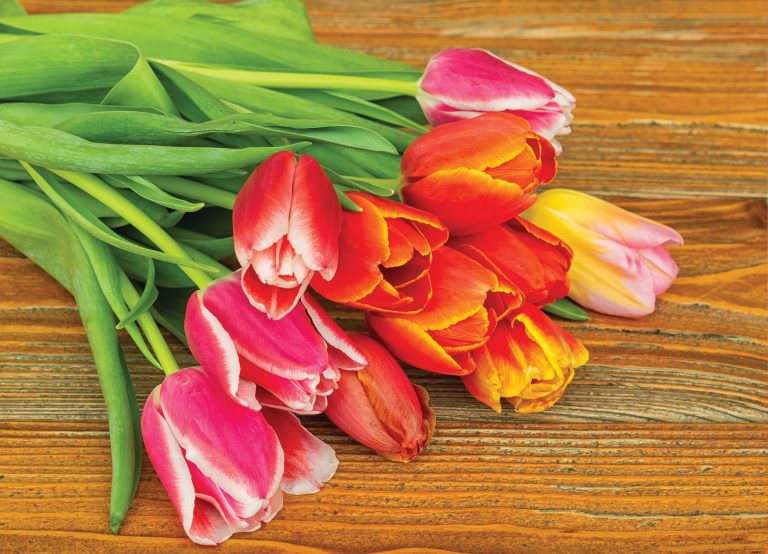 Tapeta Tulipány v teplých barvách Tapeta Tulipány v teplých barvách
