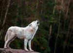 Tapeta Bílý vlk Tapeta Bílý vlk