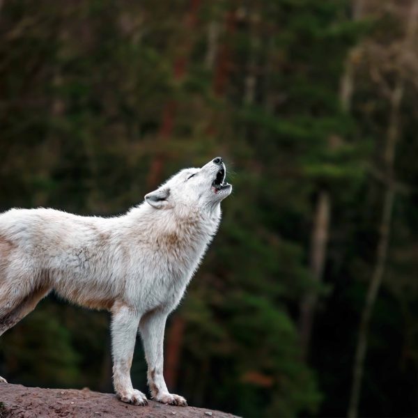Tapeta Bílý vlk Tapeta Bílý vlk