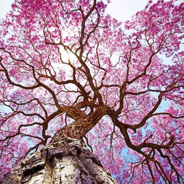 Tapeta Rozkvetlý strom s růžovými květy Tapeta Rozkvetlý strom s růžovými květy