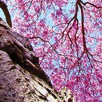 Tapeta Rozkvetlý strom s růžovými květy Tapeta Rozkvetlý strom s růžovými květy